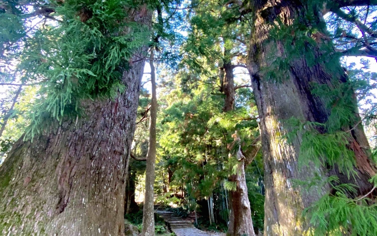 The Kumano Kodo pathway. We hiked the ancient Kumano trails in between playing golf in Wakayama, Japan.
