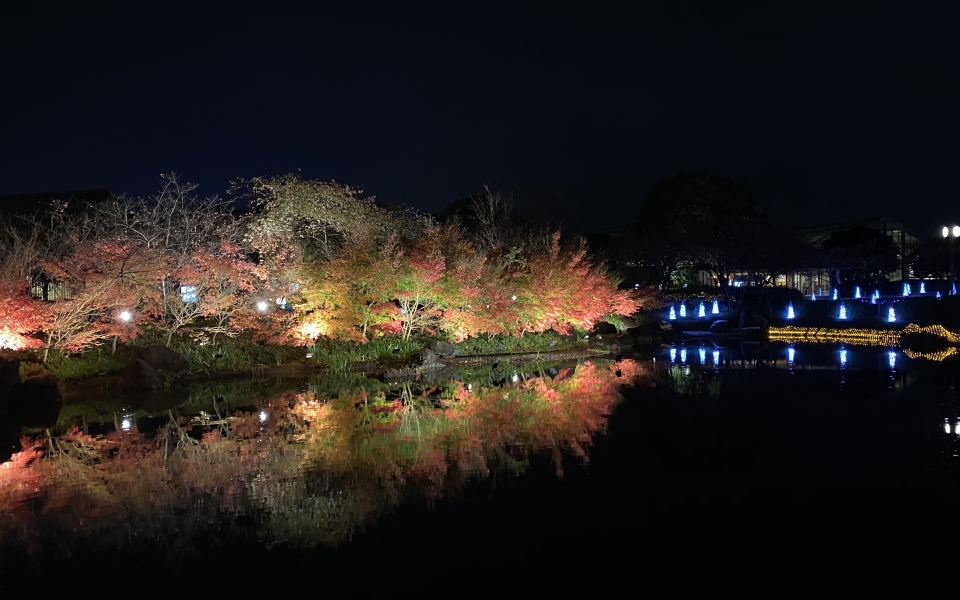 Fall foliage at the Nabana no Sato flower park at night in Mie prefecture, Japan
